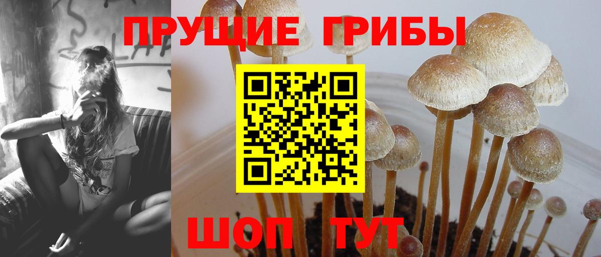Псилоцибиновые грибы GOLDEN TEACHER Бузулук