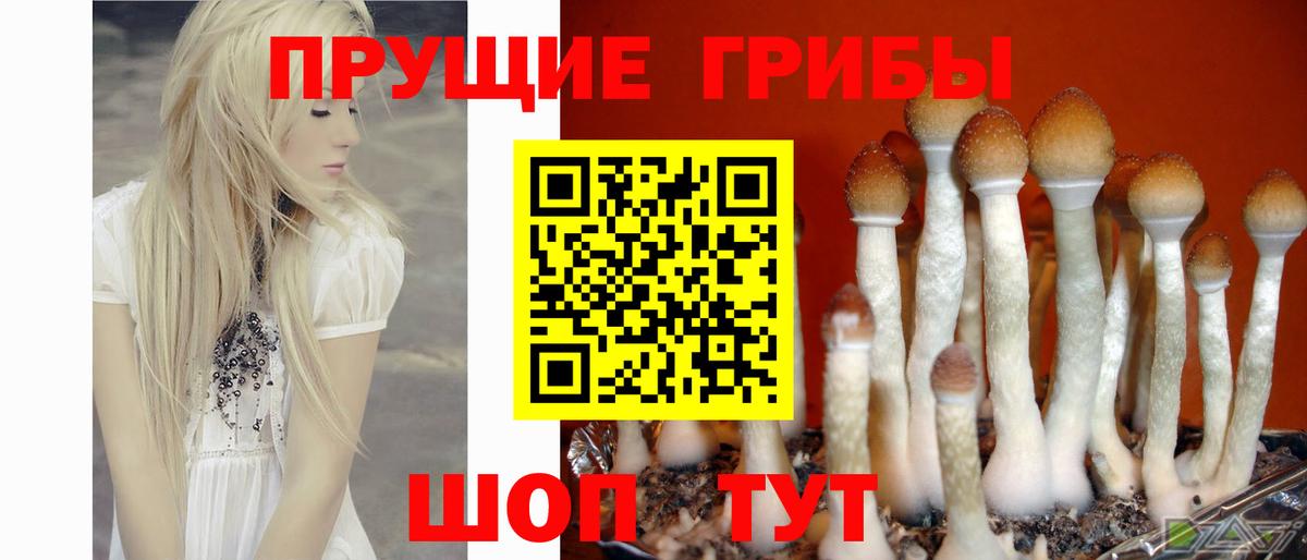 Бузулук  Галлюциногенные грибы Cubensis  Вход с VPN  Галлюциногенные грибы Psilocybe 